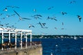 Seagulls flying around City Island Belden point.