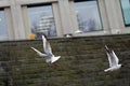 Seagulls Flying around in ZÃÂ¼rich, Switzerland