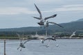 Seagulls flying on the beach, Japan, Niigata Royalty Free Stock Photo