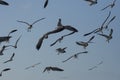 Seagulls flying on the beach Royalty Free Stock Photo