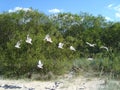 Seagulls flying. Beach in summer time. Royalty Free Stock Photo