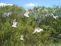 Seagulls in flying. Beach in summer time. Royalty Free Stock Photo