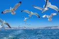 Seagulls flying behind the ferry, Istanbul Royalty Free Stock Photo