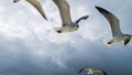 Seagulls in the sky, big clouds Royalty Free Stock Photo