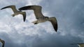 Seagulls in the sky, big clouds Royalty Free Stock Photo