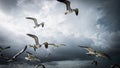 Seagulls in the sky, big clouds Royalty Free Stock Photo