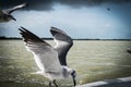 Seagulls in the sky, big clouds Royalty Free Stock Photo