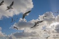 Seagulls flying in blue sky