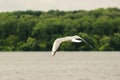 Seagulls flying in the blue sky. Royalty Free Stock Photo