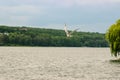 Seagulls flying in the blue sky. Royalty Free Stock Photo