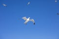 Seagulls flying on blue sky