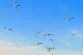 Seagulls flying on blue sky Royalty Free Stock Photo