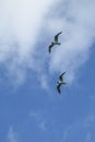 The seagulls flying in the brigh partly cloudy sky above the sea.