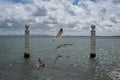 Seagulls flying in the Cais das Colunas in the Tagus River, Lisbon