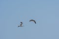 Seagulls flying in clear blue sky Royalty Free Stock Photo