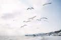 seagulls flying in cloudy sky over sea shore, Royalty Free Stock Photo