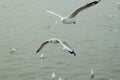 Seagulls flying at coast in Thailand