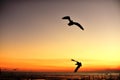 Seagulls flying in the colorful sky Royalty Free Stock Photo