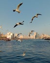 Seagulls flying at creek Dubai