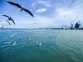 Seagulls Flying And Fishing By The Sea Side With The Background Of The Ocean And The Blue Sky