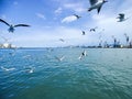 Seagulls Flying And Fishing By The Sea Side With The Background Of The Ocean And The Blue Sky