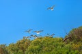 Seagulls flying in formation