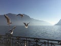 Seagulls flying in front of a lake in winter season