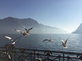 Seagulls flying in front of a lake in winter season