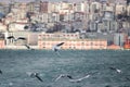 Seagulls flying around with cityscape in background. Istanbul, Turkey.