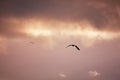 Seagulls flying and hovering against dramatic cloudy sky background Royalty Free Stock Photo