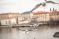 Seagulls flying inside the city around the river
