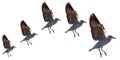 Seagulls flying style Isolated on background Royalty Free Stock Photo