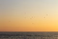 Seagulls Flying near the Ocean at Sunset
