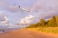 Seagulls Flying Next to a Rainbow Royalty Free Stock Photo