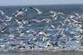 Seagulls Bulls Island South Carolina