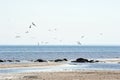 Seagulls flying over the Baltic sea Royalty Free Stock Photo