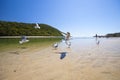 Seagulls flying over beach Royalty Free Stock Photo