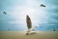 Seagulls flying over beach Africa Cape Town Table Mountain in background Royalty Free Stock Photo