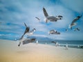 Seagulls flying over beach Africa Cape Town Table Mountain in background Royalty Free Stock Photo