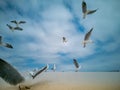 Seagulls flying over beach Africa Cape Town Table Mountain in background Royalty Free Stock Photo