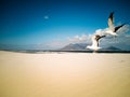 Seagulls flying over beach Africa Cape Town Table Mountain in background Royalty Free Stock Photo