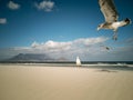 Seagulls flying over beach Africa Cape Town Table Mountain in background Royalty Free Stock Photo