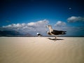 Seagulls flying over beach Africa Cape Town Table Mountain in background Royalty Free Stock Photo