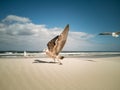 Seagulls flying over beach Africa Cape Town Table Mountain in background Royalty Free Stock Photo