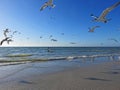 Seagulls flying over beach Royalty Free Stock Photo