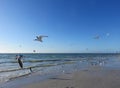 Seagulls flying over beach Royalty Free Stock Photo