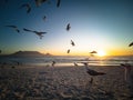 Seagulls flying over beach with table mountain in background Royalty Free Stock Photo