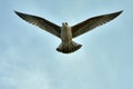 Seagulls flying over the Cies Islands in Vigo, Galicia, Spain Royalty Free Stock Photo