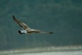 Seagulls flying over the Cies Islands in Vigo, Galicia, Spain Royalty Free Stock Photo