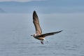 Seagulls flying over the Cies Islands in Vigo, Galicia, Spain Royalty Free Stock Photo